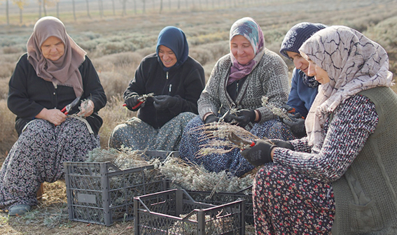 Silivri Belediyesi, Lavanta çelik alımlarına başladı