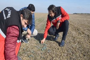 Silivri’de Kanola tarlalarında tarımsal kontrol yapıldı