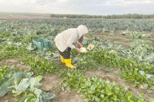 Silivri TÜRAM’da Kışlık Sebze hasadı devam ediyor