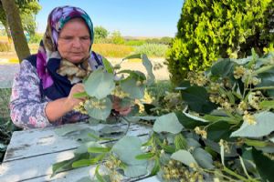 Silivri Belediyesi’nde ıhlamur hasadı başladı Silivri Belediyesi’nde ıhlamur hasadı başladı