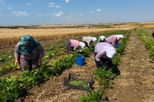 Silivri TÜRAM’da hasat mesaisi başladı Silivri TÜRAM’da hasat mesaisi başladı