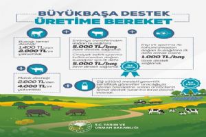 Büyükbaş hayvancılık destekleri artırıldı Büyükbaş hayvancılık destekleri artırıldı