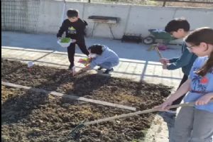 Silivri BİLSEM öğrencilerinden Atalık Tohum Projesi Silivri BİLSEM öğrencilerinden Atalık Tohum Projesi