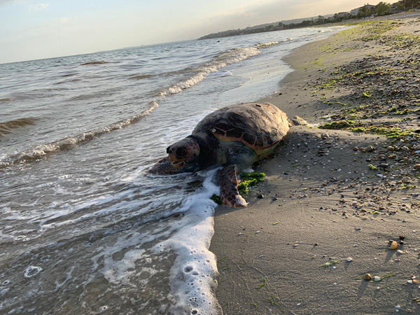 Silivri’de Caretta Caretta kıyıya vurdu!