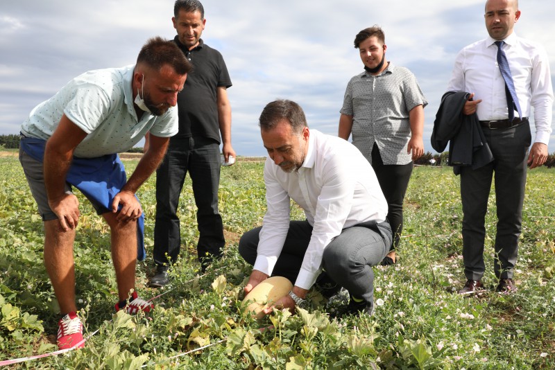 Selimpaşa’da ilk mahsulü başkan yılmaz topladı