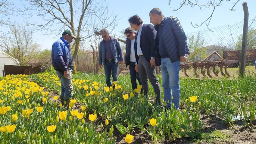 Çeltik’te Lale hasadı