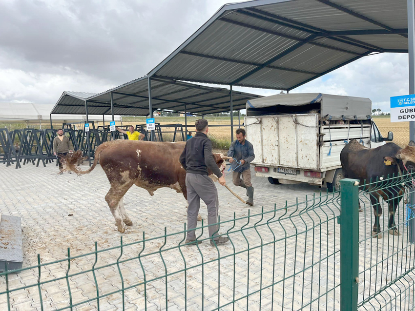 Canlı Hayvan Pazarında, Kurban Bayramı hazırlığı