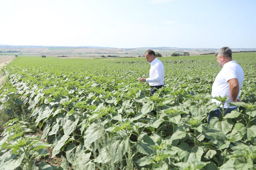 Yılmaz: Ayçiçeklerimiz yetişiyor